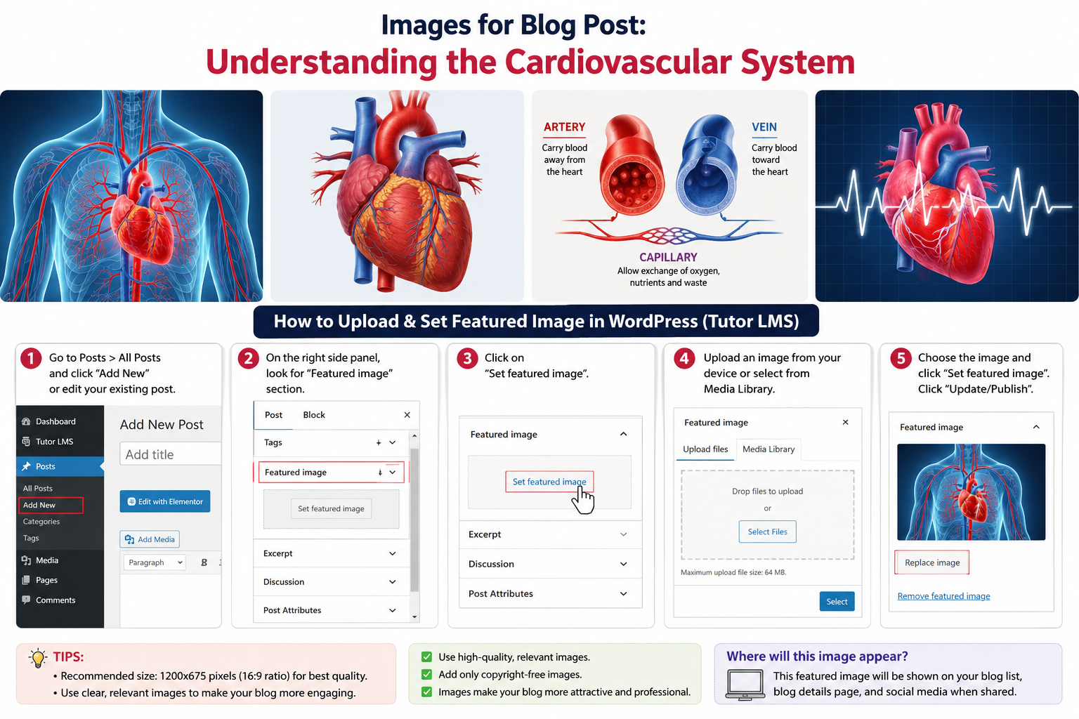 Understanding the Cardiovascular System